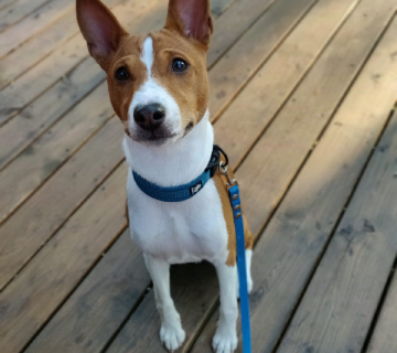 Miot/Litter A (Goldi i Malik)