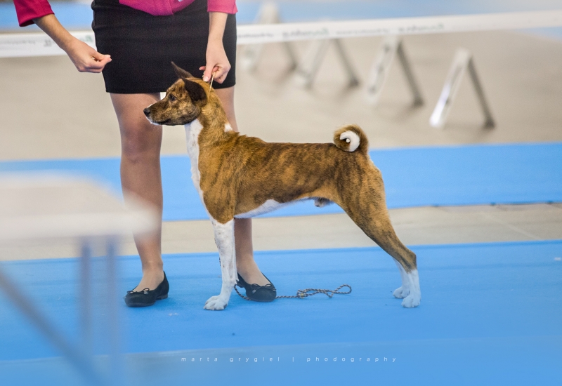 24.11.17 - 26.11.17 IDS Kielce